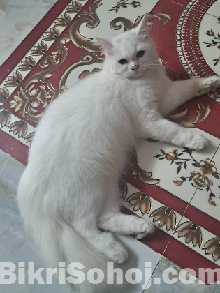 Traditional pure persian cat